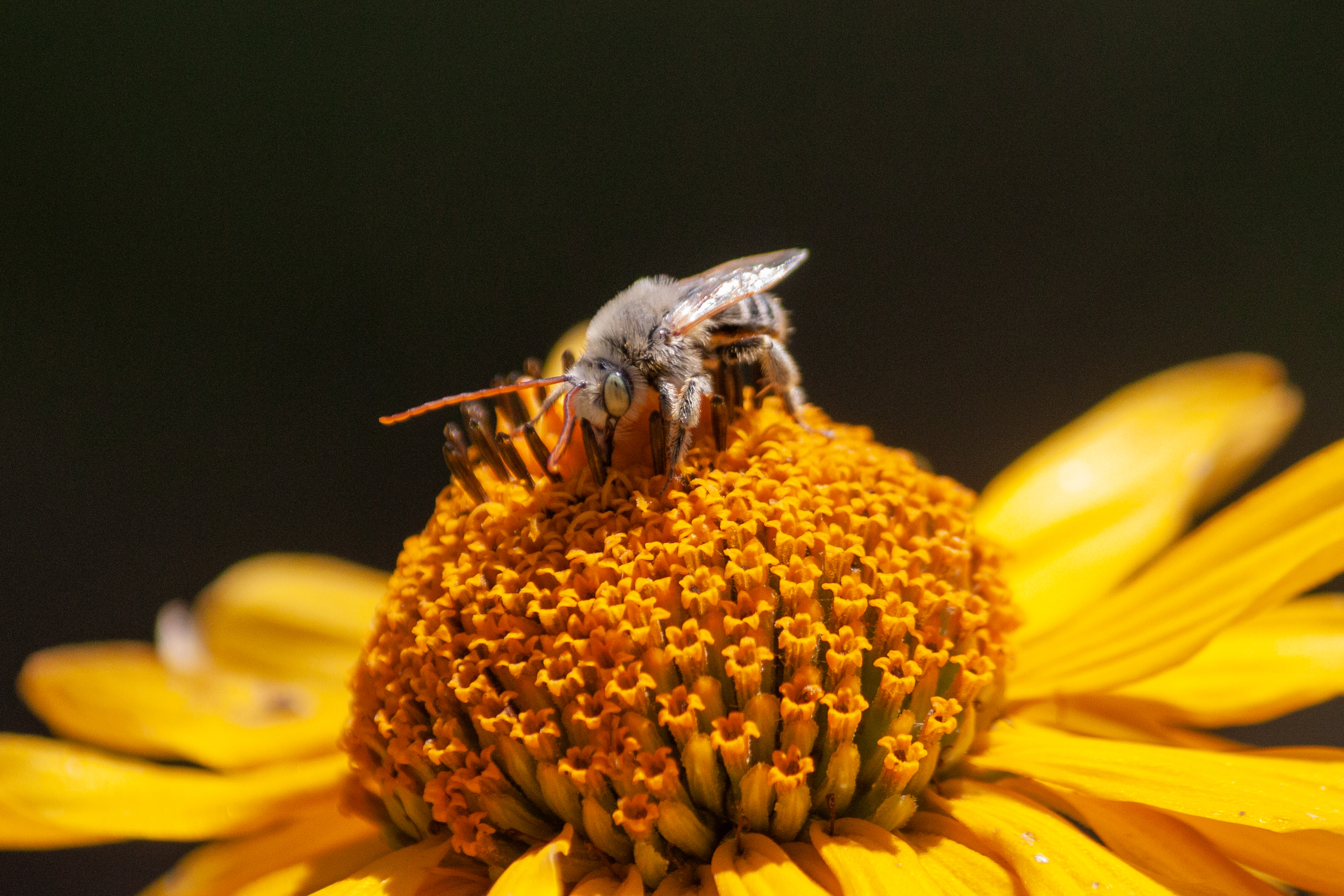 A long-horned bee.