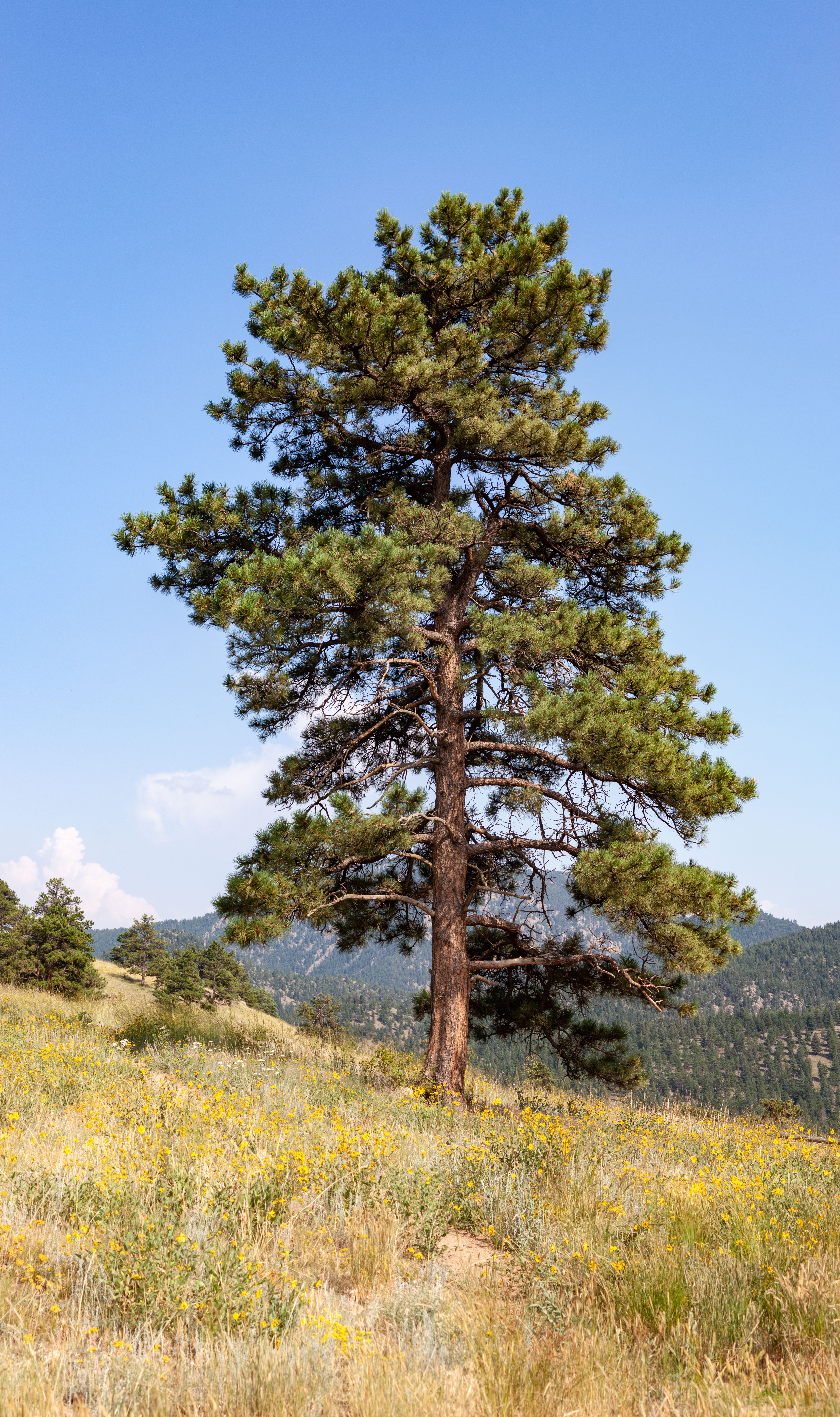 A lovely large tree surrounded by yellow flowers.