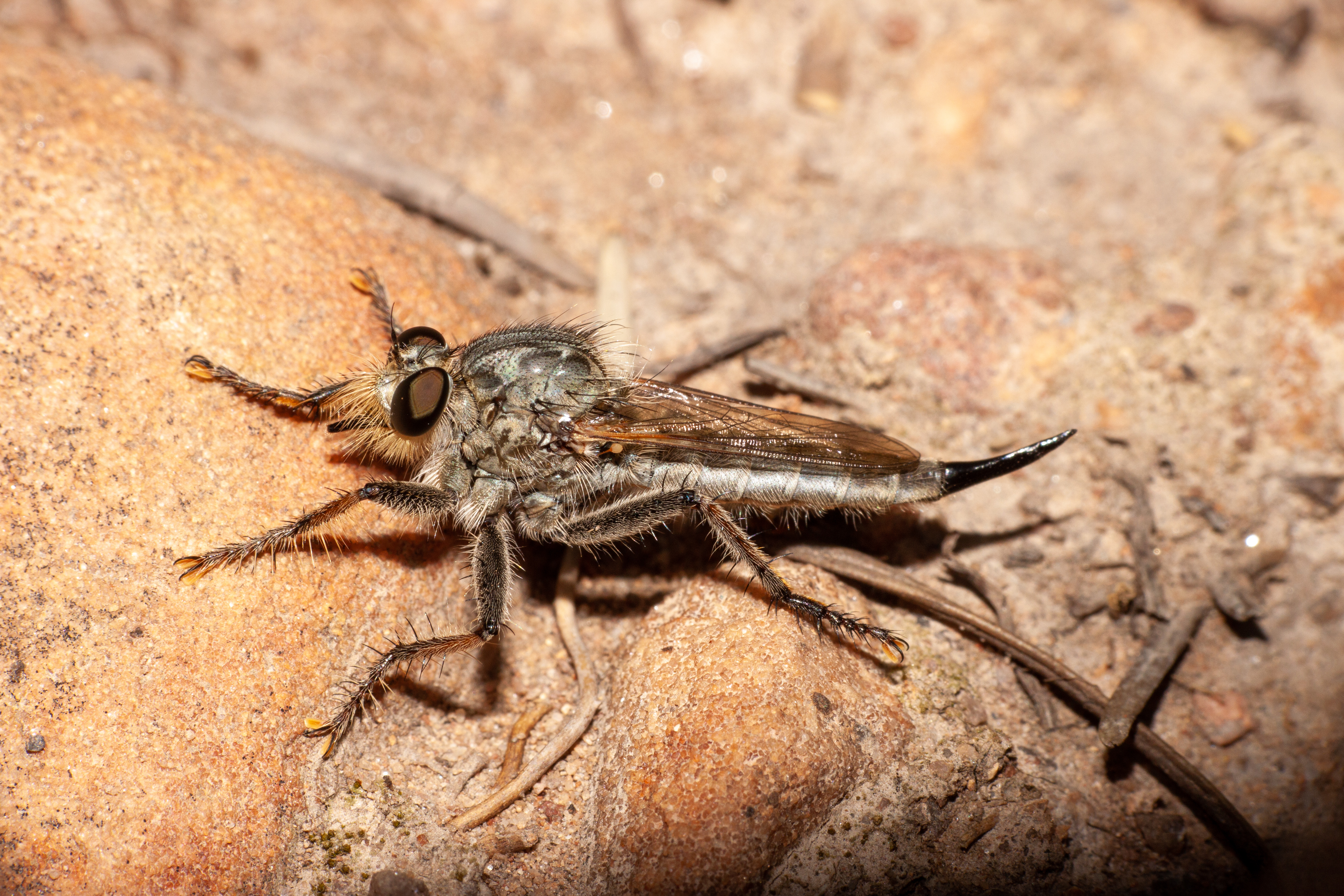 A robber fly up close.