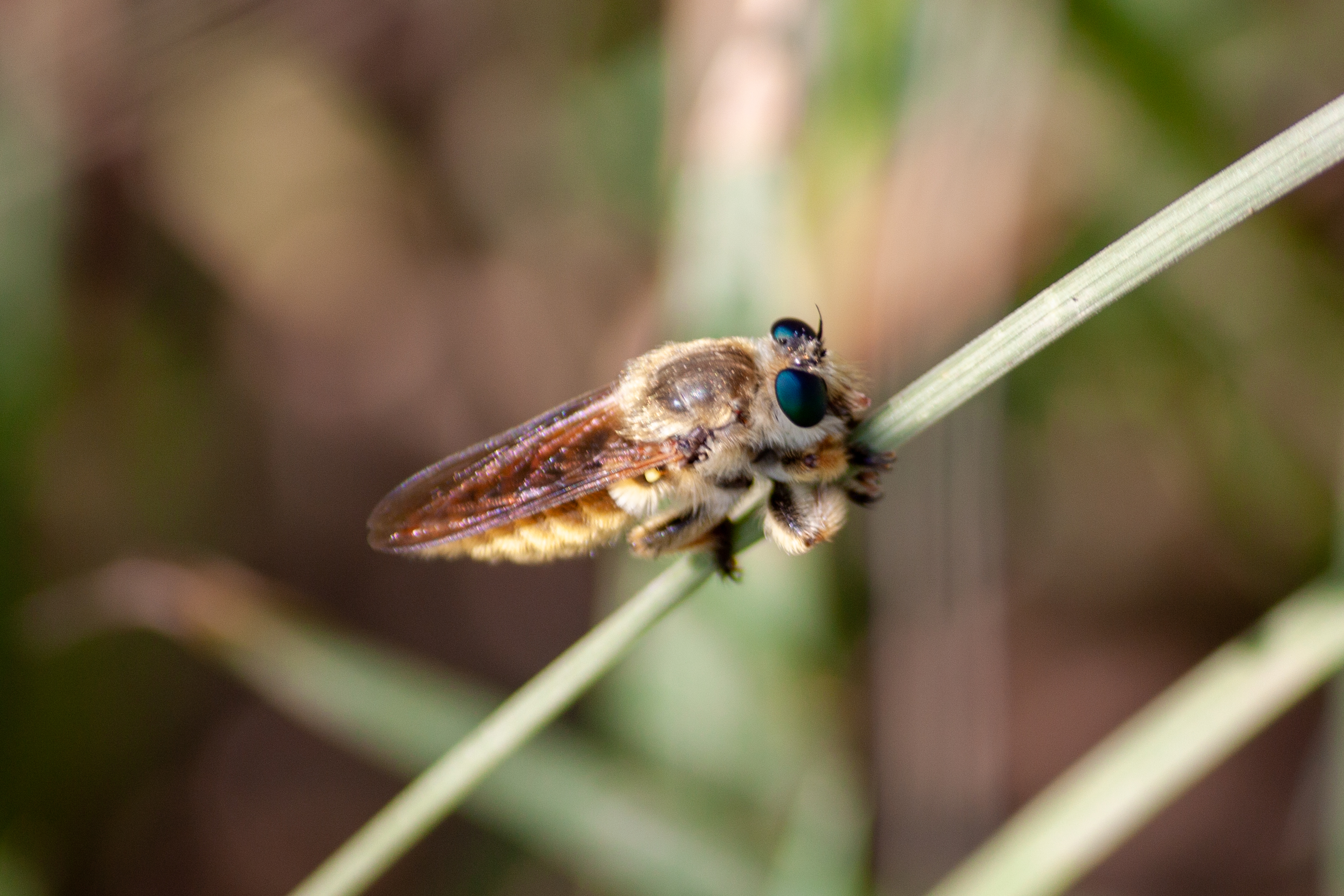 A bee-mimic robber fly.