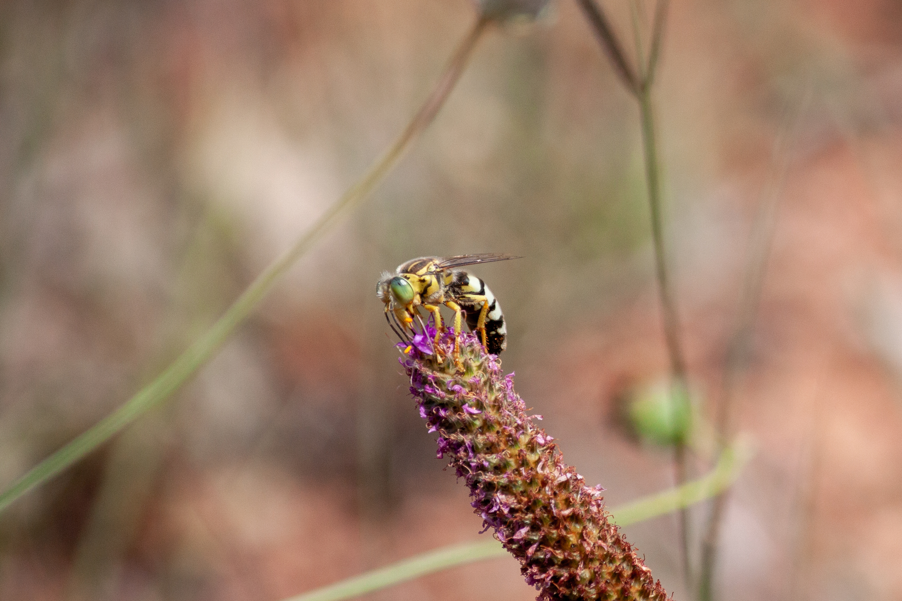 A wasp nectaring