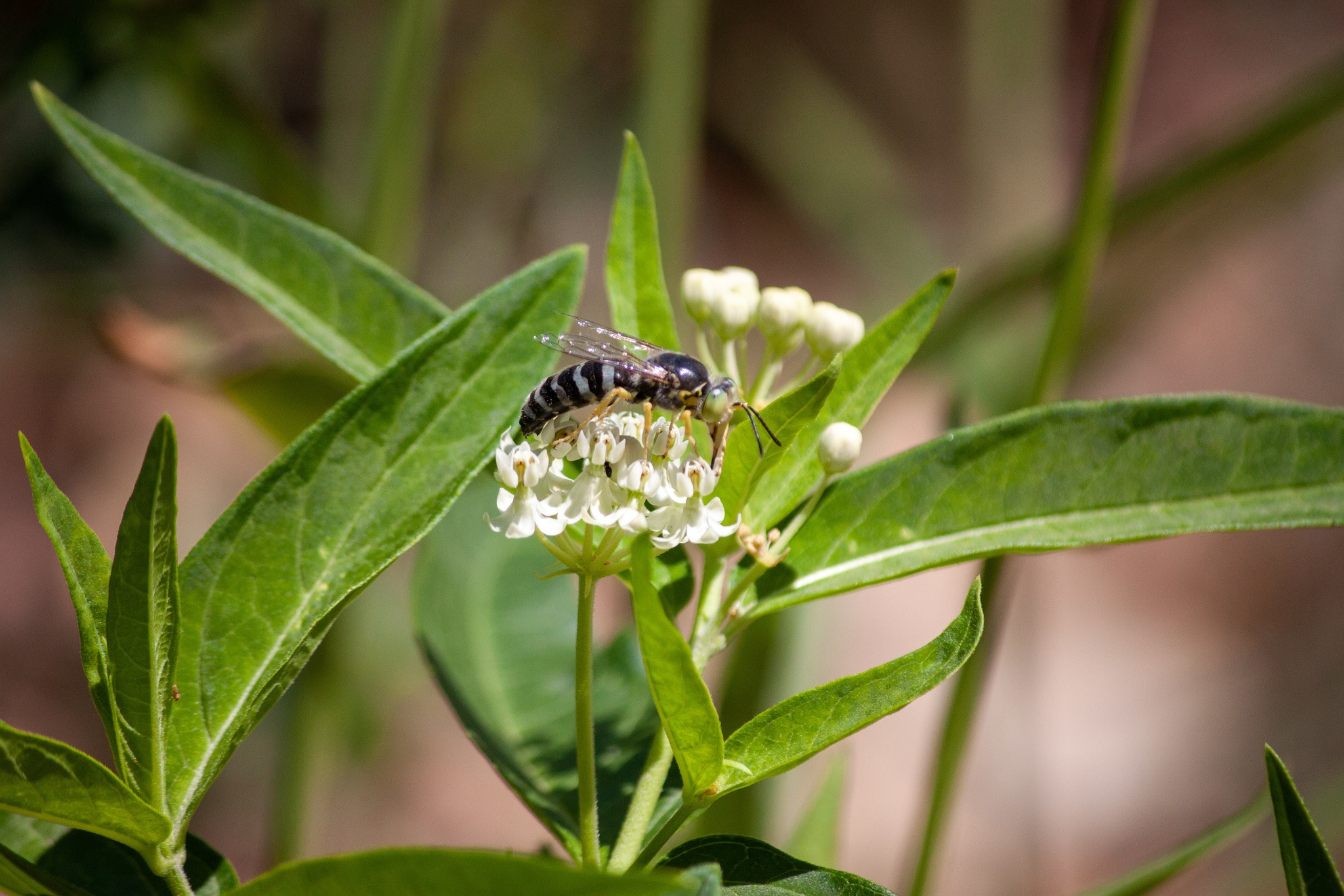 Another wasp nectaring