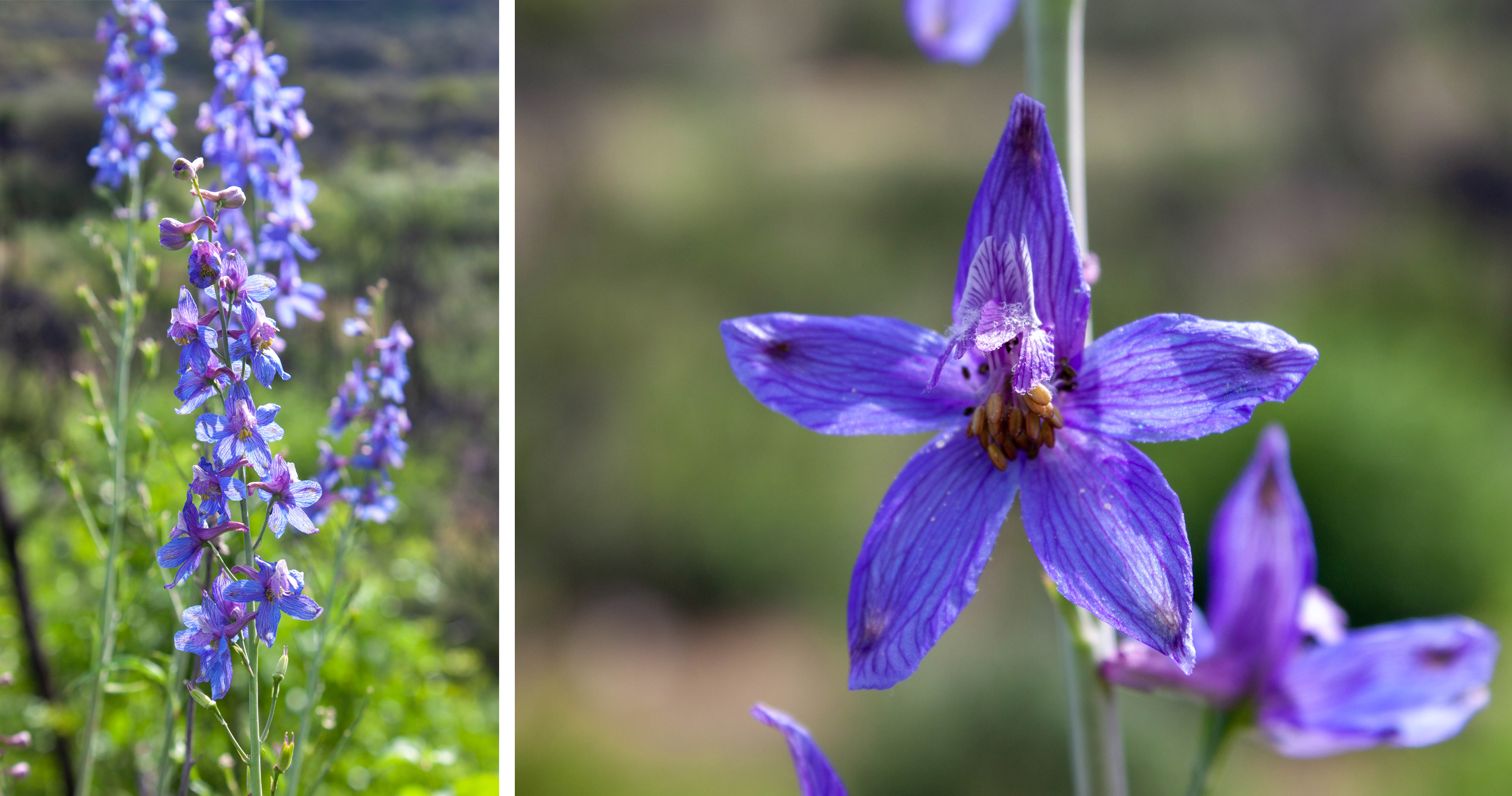 A close-up of a Delphinium flower.