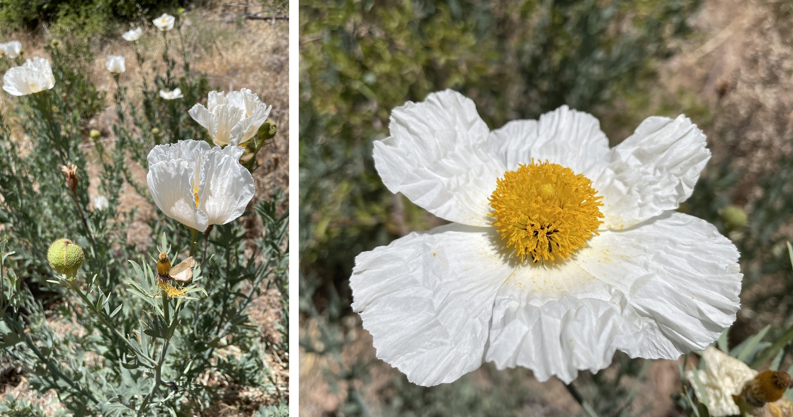 Matilija poppies look a lot like fried eggs.