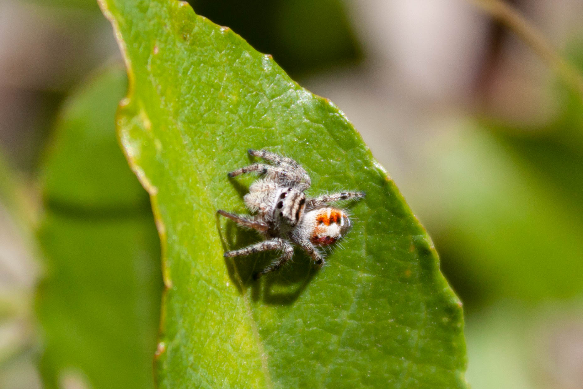 spider