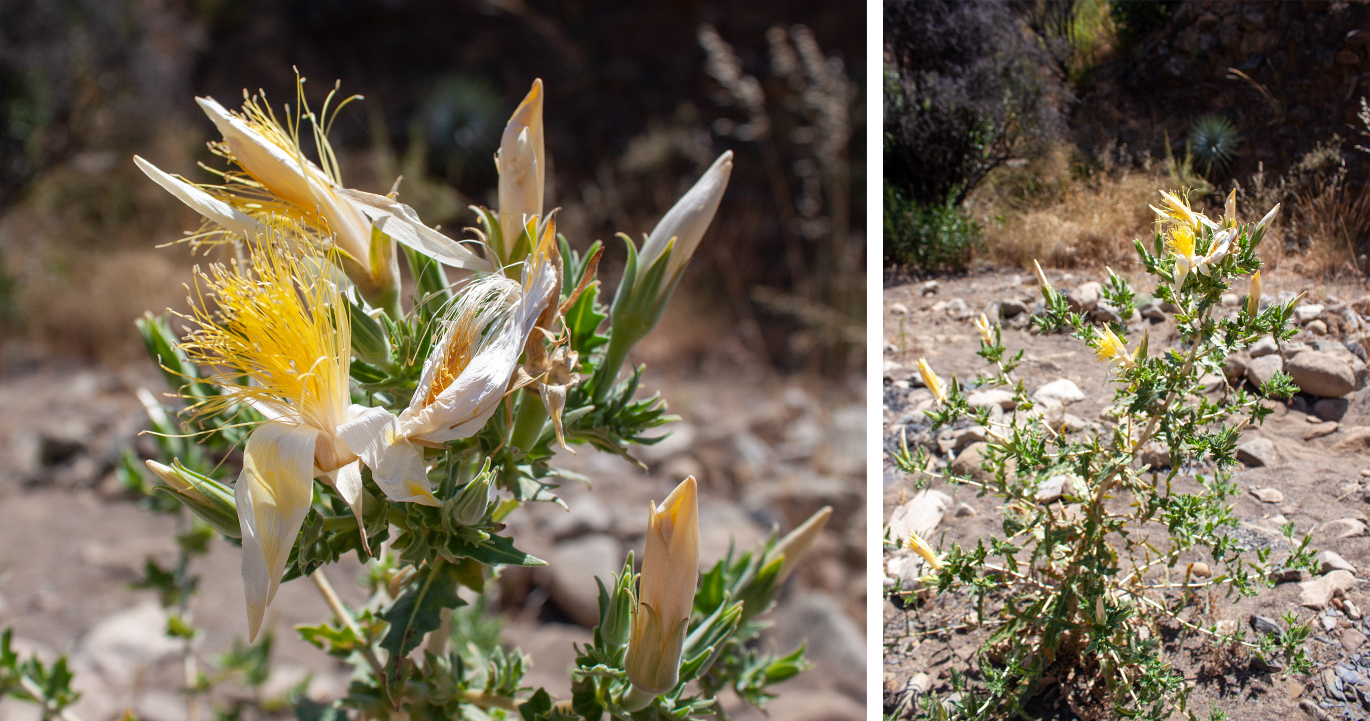 Gorgeous giant mentzelia