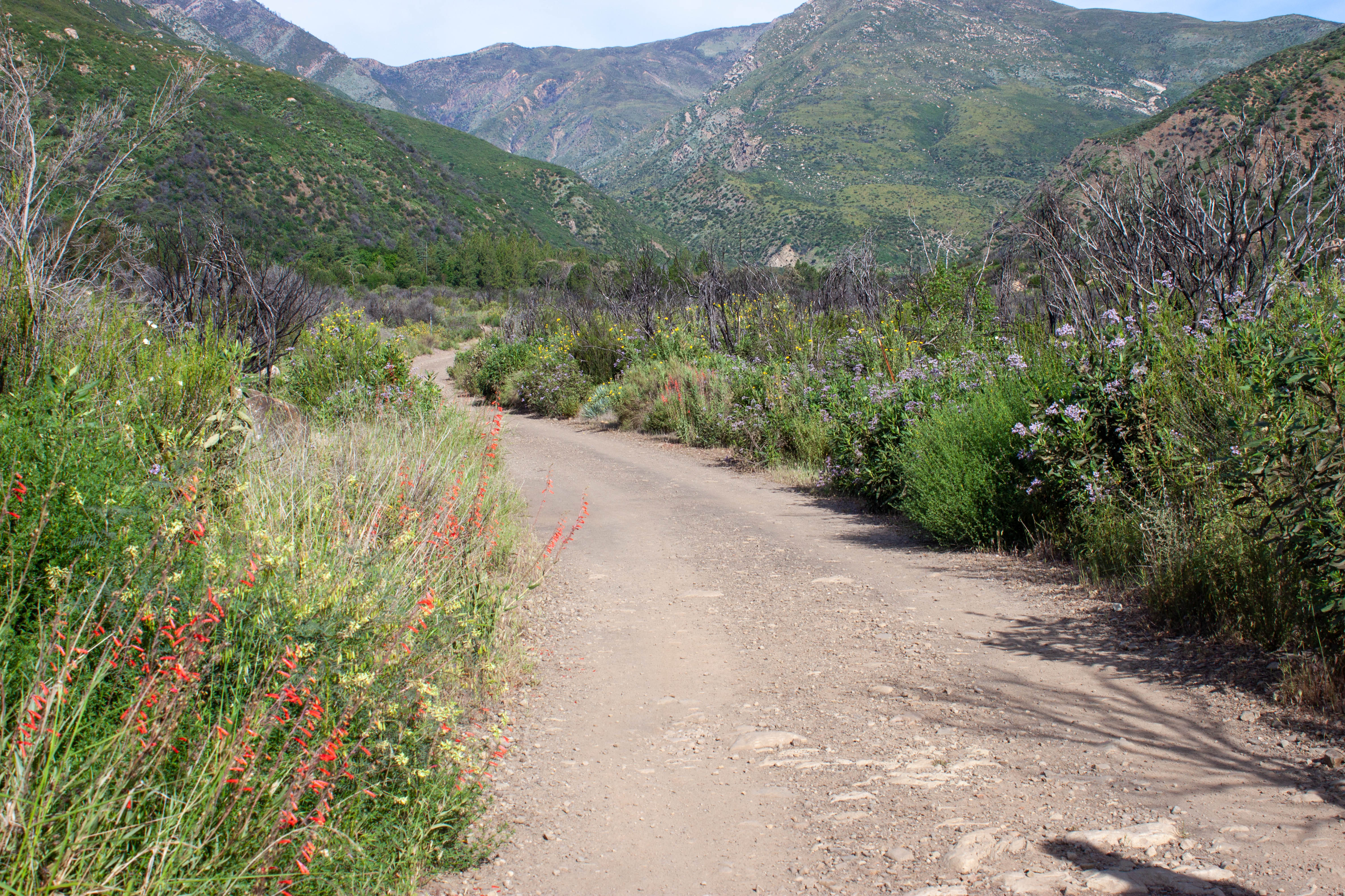 Native shrubs in full bloom on the way in to the Matilija Wilderness.