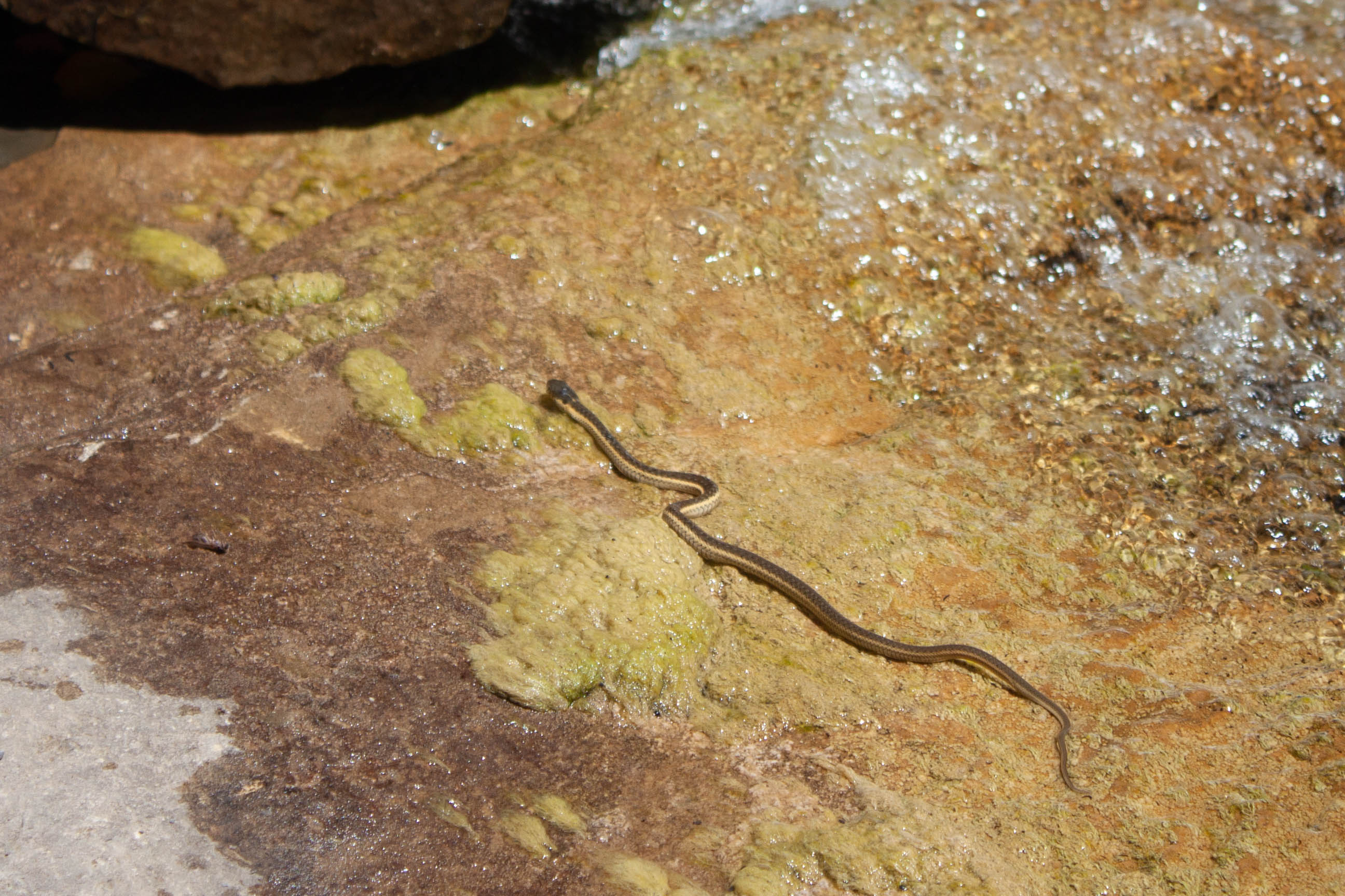 snake