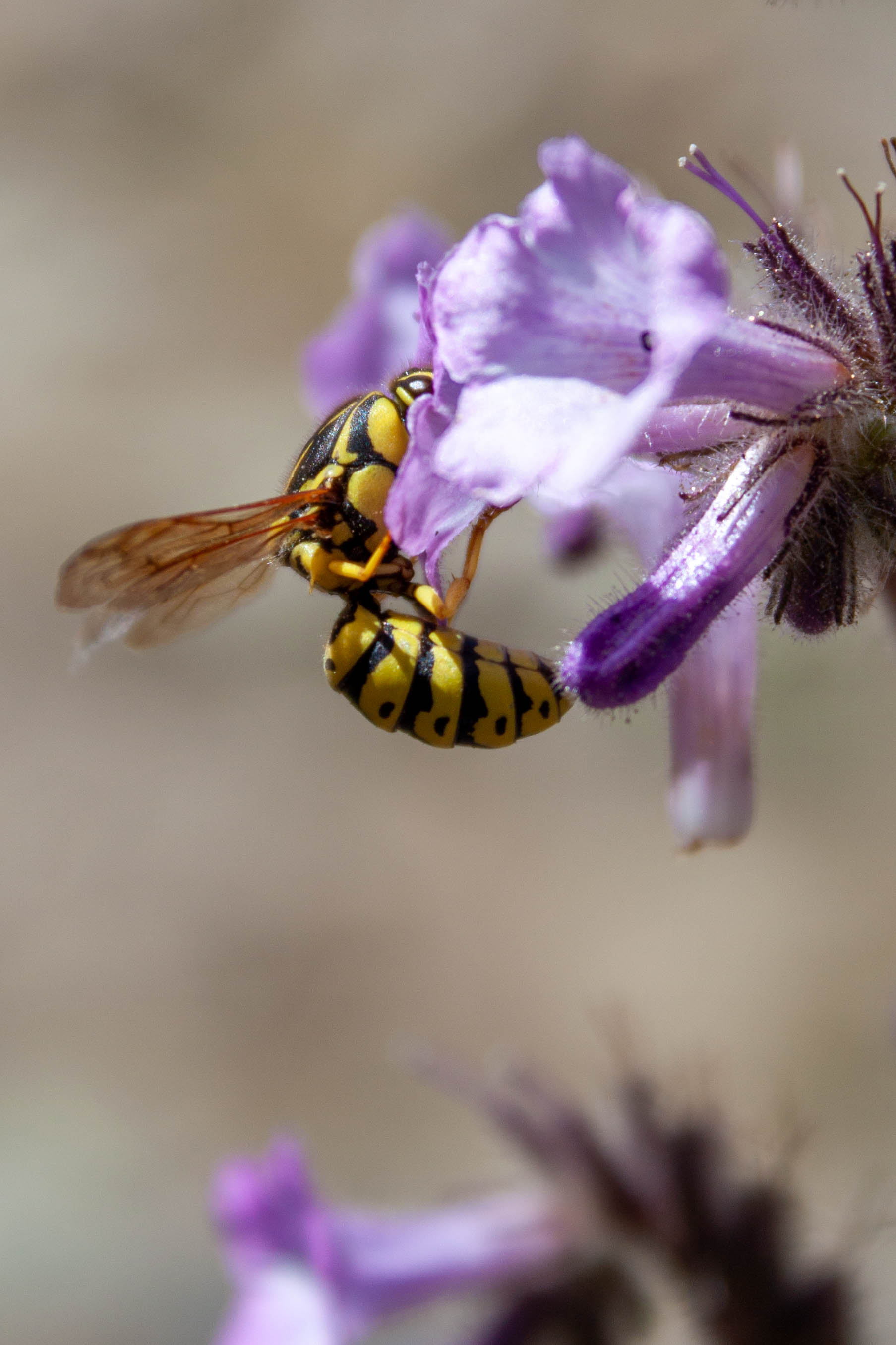 wasp